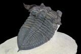 Bumpy Zlichovaspis Trilobite - Lghaft, Morocco #89283-4